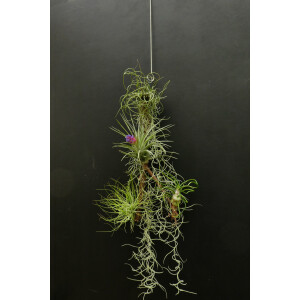 Tillandsien auf Holz