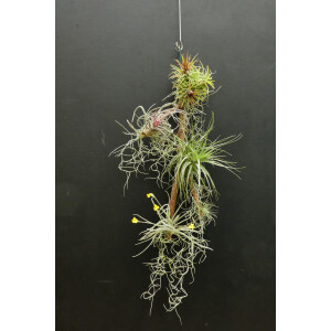 Tillandsien auf Holz