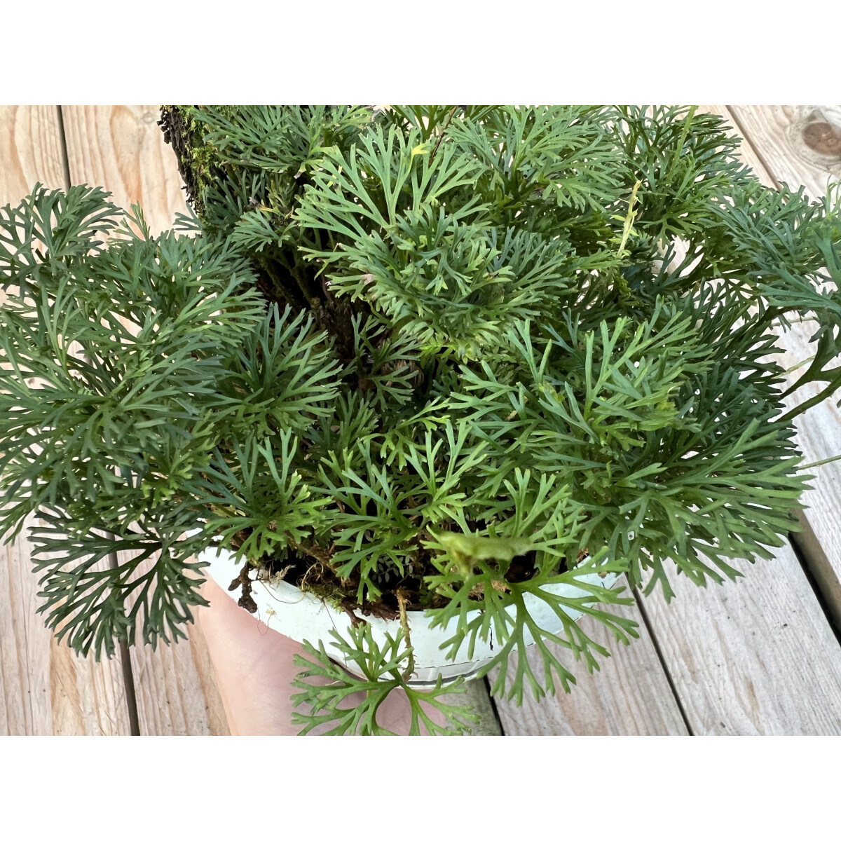 Elaphoglossum peltatum Ableger