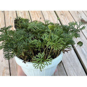 Elaphoglossum peltatum Cutting