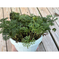 Elaphoglossum peltatum Cutting