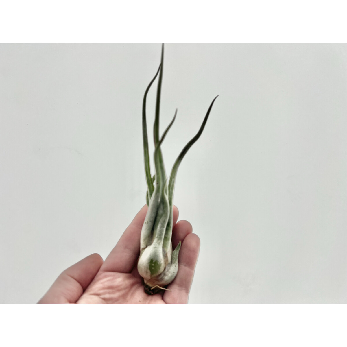 Tillandsia caput medusae XL