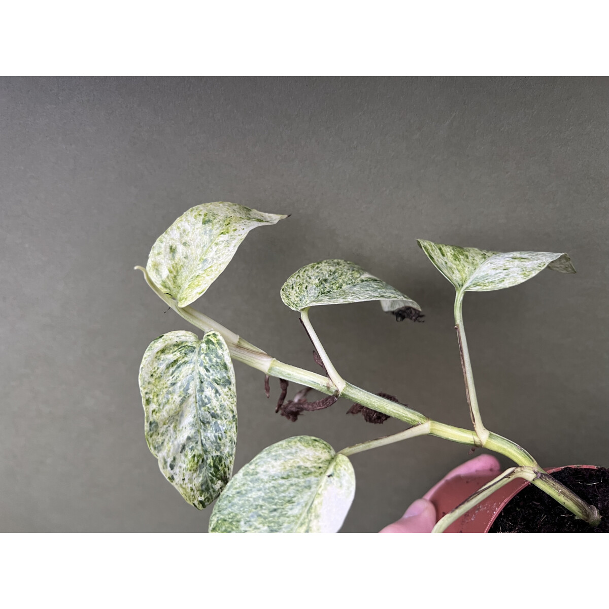 Epipremnum pinnatum green variegata Ableger, 15,90