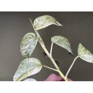 Epipremnum pinnatum green variegata Ableger