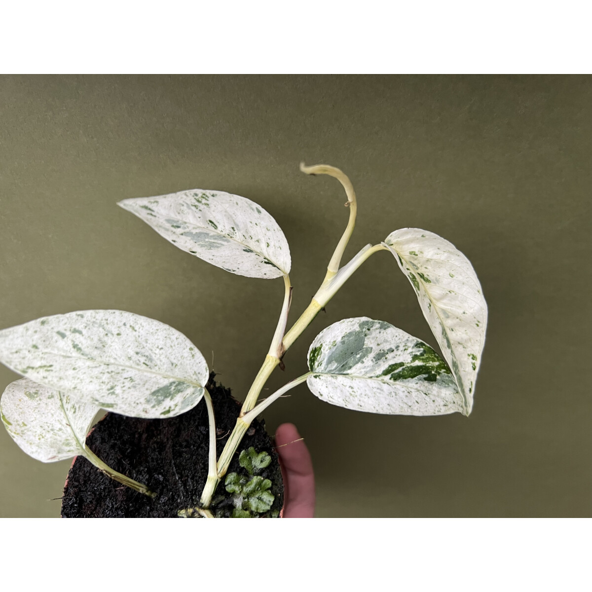 Epipremnum hanoman sp. Bali Ableger