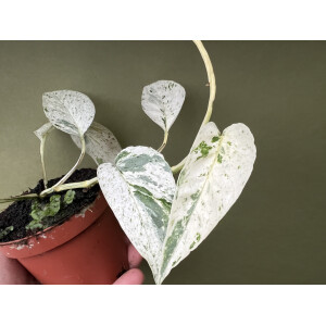 Epipremnum hanoman sp. Bali Ableger