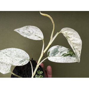 Epipremnum hanoman sp. Bali Ableger