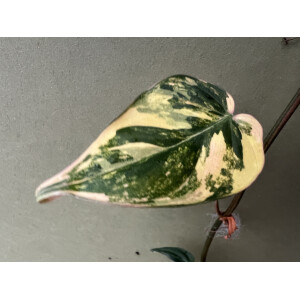 Philodendron micans aurea variegata Ableger