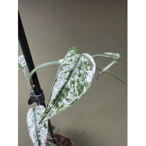 Epipremnum Cebu Blue Variegata Ableger