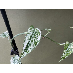 Epipremnum Cebu Blue Variegata Ableger