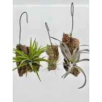 Angebot Tillandsien Bundle