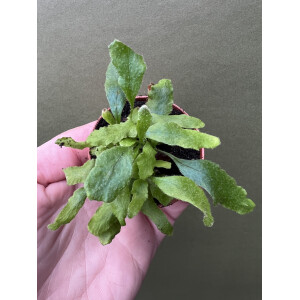 Pyrrosia lingua Undulata