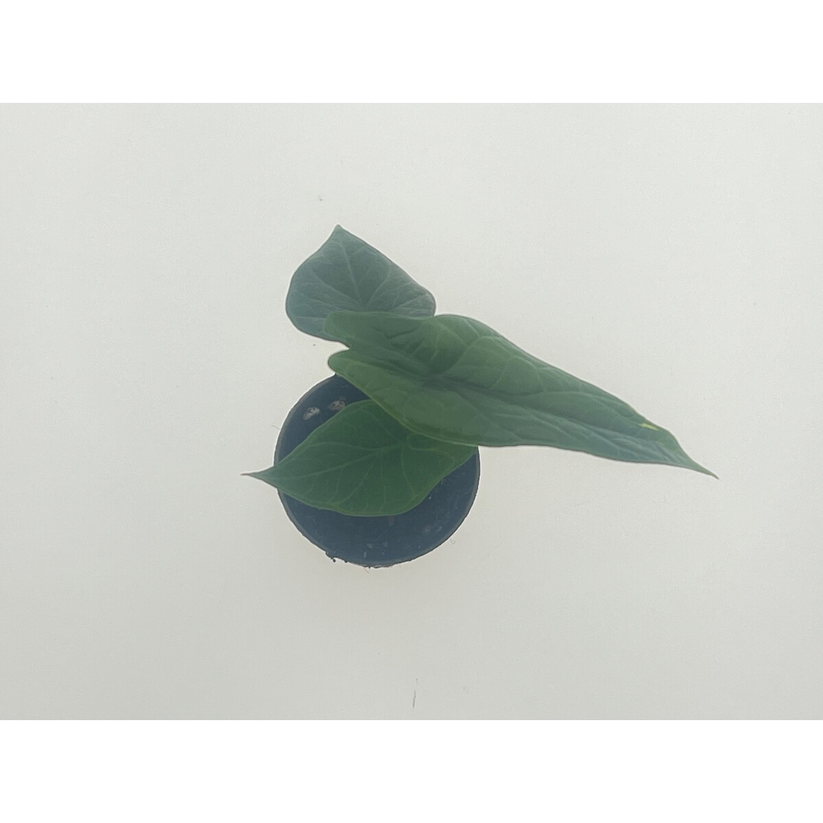  Alocasia scalprum Babyplant