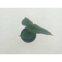  Alocasia scalprum Babyplant