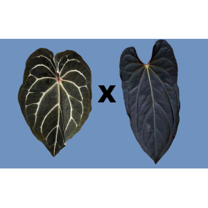 Anthurium Bigfoot x Blue Papillilaminum