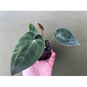 Anthurium Bigfoot x Blue Papillilaminum