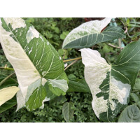 Syngonium Batik Variegata Cutting