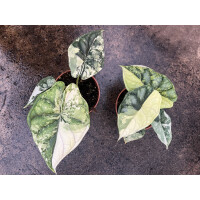 Alocasia Dragon Scale variegata