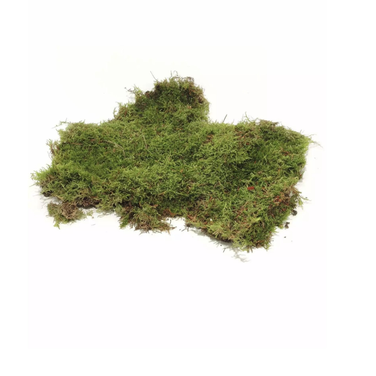 Plattenmoos 1000ml Dose