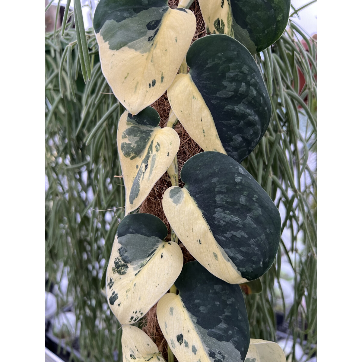 Scindapsus Pictus Jade Satin Marble Variegata Ableger