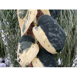 Scindapsus Pictus Jade Satin Marble Variegata Ableger