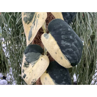 Scindapsus Pictus Jade Satin Marble Variegata Ableger