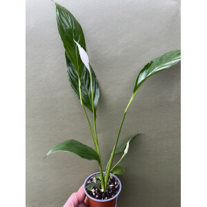 Spathiphyllum spec. Costa Rica