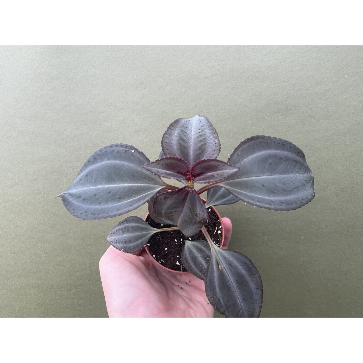 Arthrostemma parvifolium