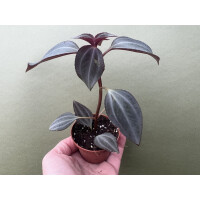 Arthrostemma parvifolium