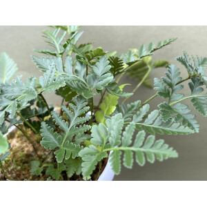 Davallia repens Ableger