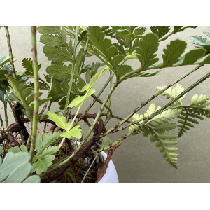 Davallia repens Ableger