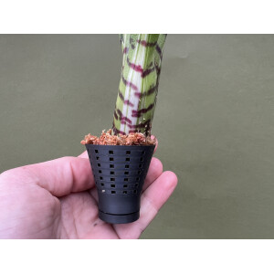Ben´s Bromelien Wandhalter 