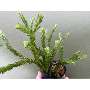 Huperzia carinatum Borneo