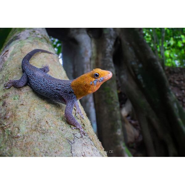 Gonatodes albogularis fuscus Pärchen
