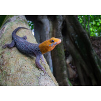 Gonatodes albogularis fuscus Pärchen