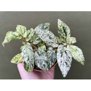 Pellionia repens variegata