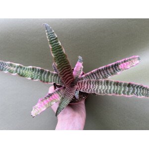 Cryptanthus zonatus red