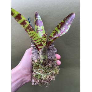 Neoregelia green pointed aufgebunden