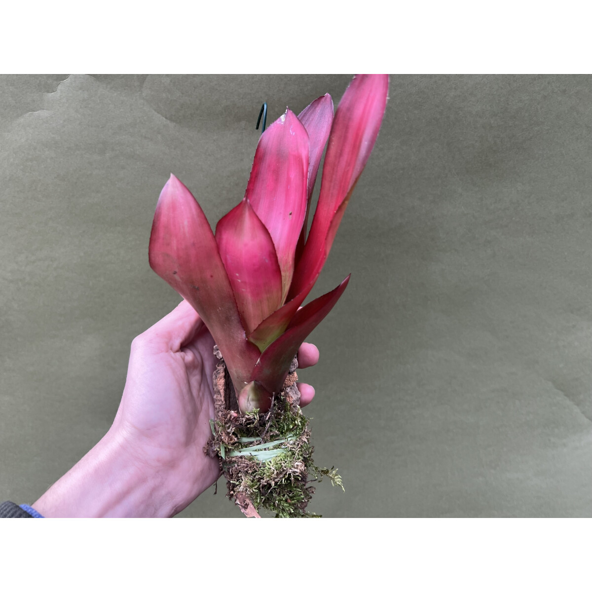 Neoregelia red aufgebunden