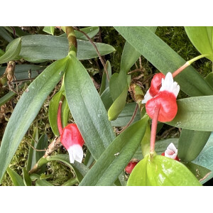 Mediocalcar versteegii Ableger