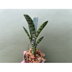 Neoregelia Akeso