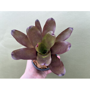 Neoregelia red medium