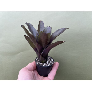 Neoregelia medium lila