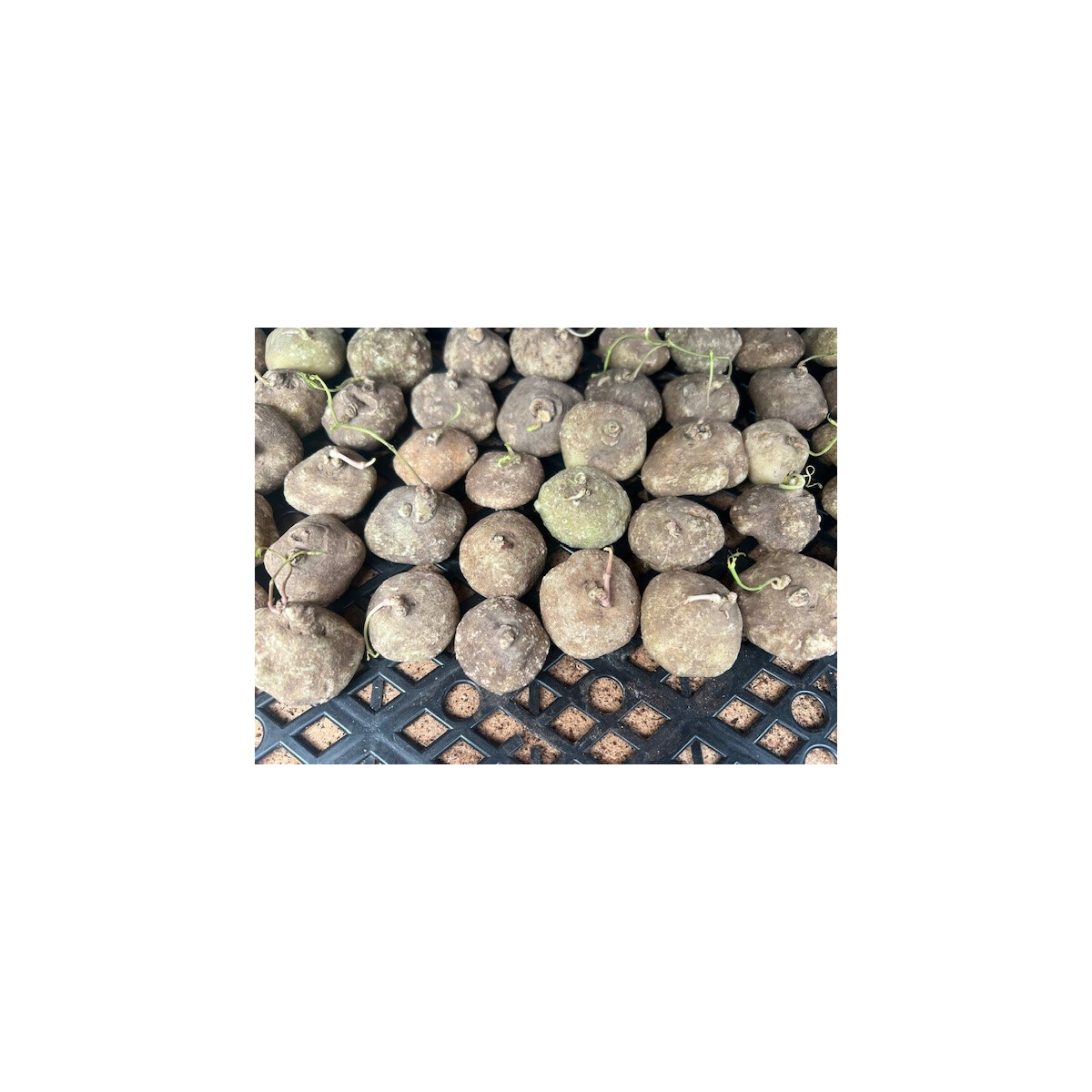 Brachystelma spec. Thailand