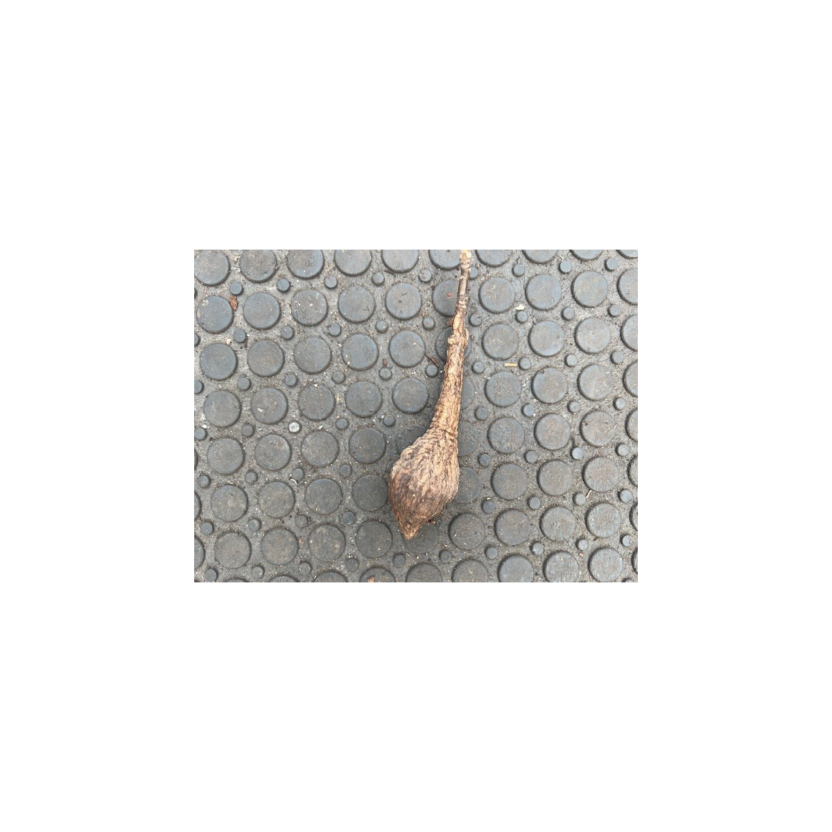 Firmiana colorata  Caudexpflanze