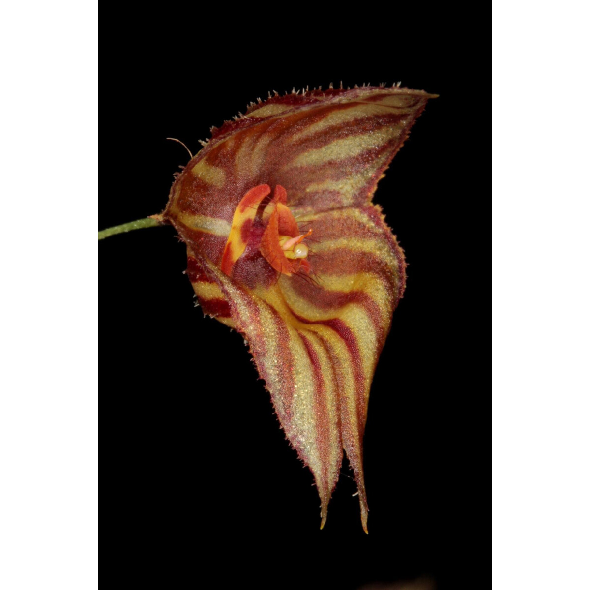 Lepanthes mulleriana