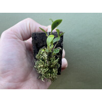 Lepanthes mulleriana