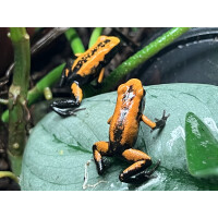Phyllobates terribilis Blackfoot