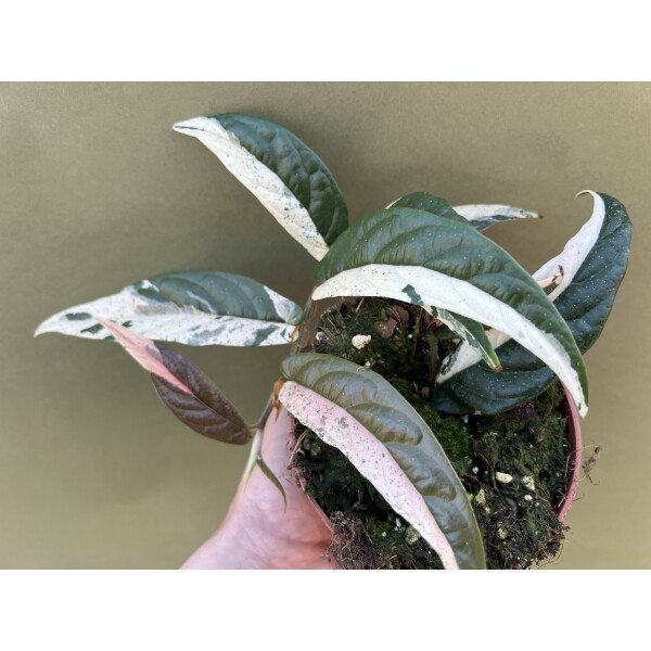 Ficus Sagittata Pink Variegata