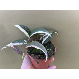 Ficus Sagittata Pink Variegata